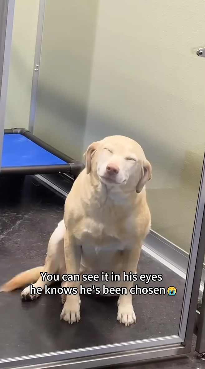 等了好久終於有家！狗狗聽到被領養「瞇眼微笑」的反應融化全網