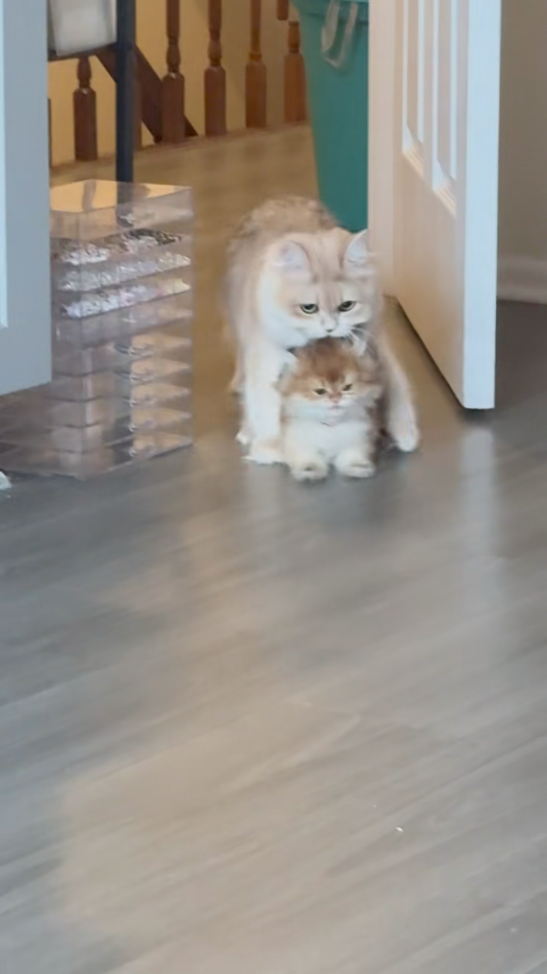 小貓一路被叼著邊叫邊晃了過來。