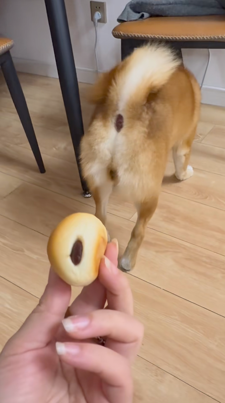 主人看著眼前的屁屁，頓時陷入了沈思......