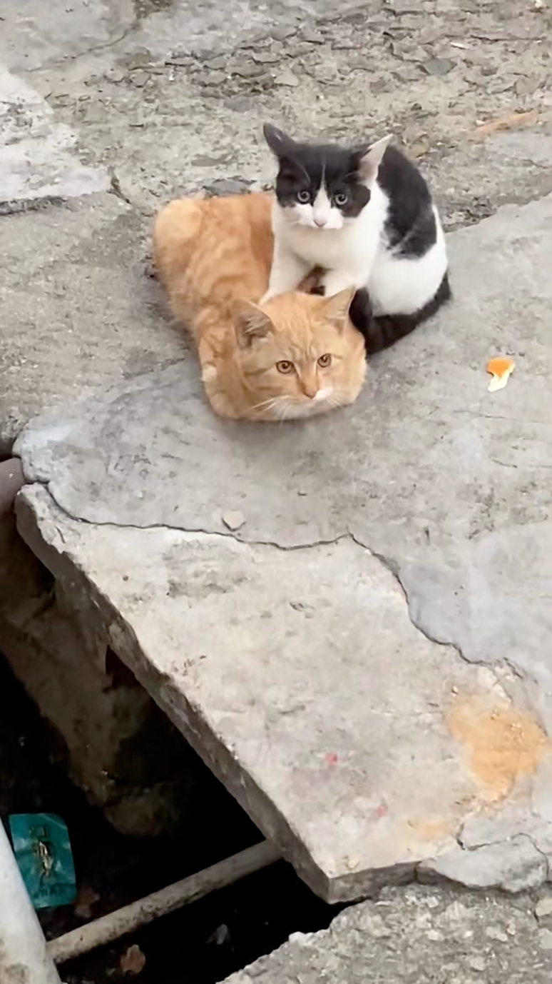 奶牛：老闆，這力度還可以嗎？