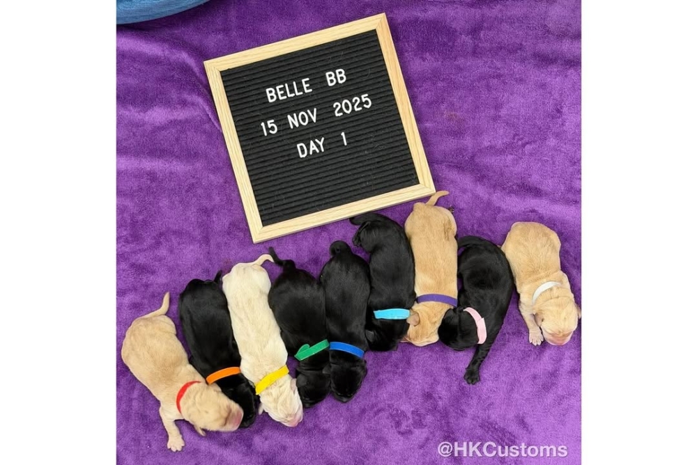 黑白配對：海關的「顏值＋實力」組合