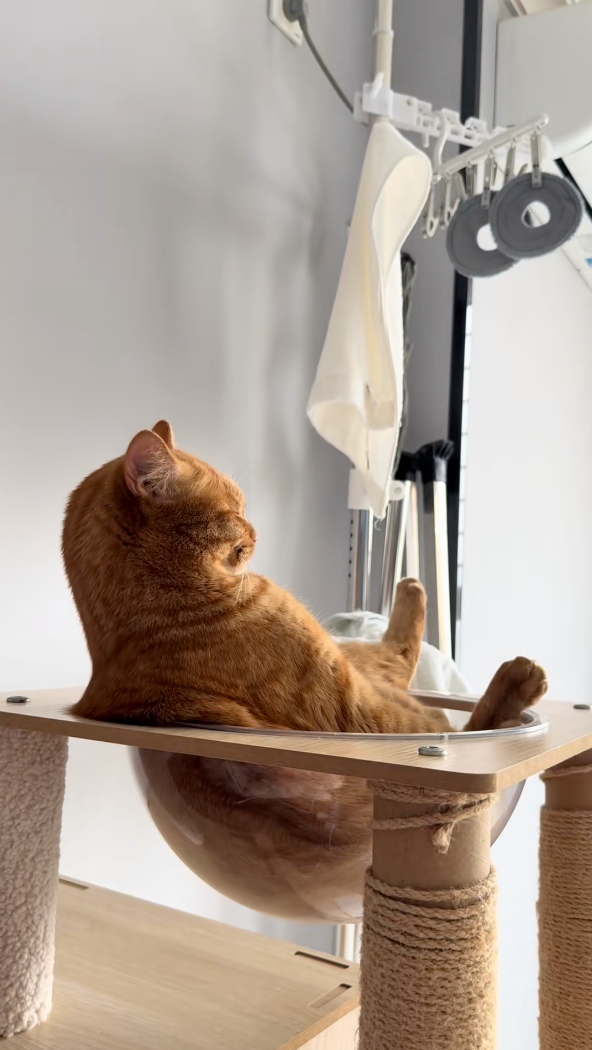 打盹的同時，牠的頭還情不自禁地輕輕晃了兩下～