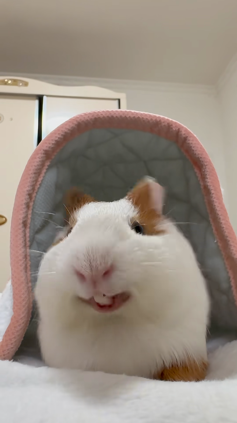 豬豬：怎麼卡在人家牙縫裡啦！