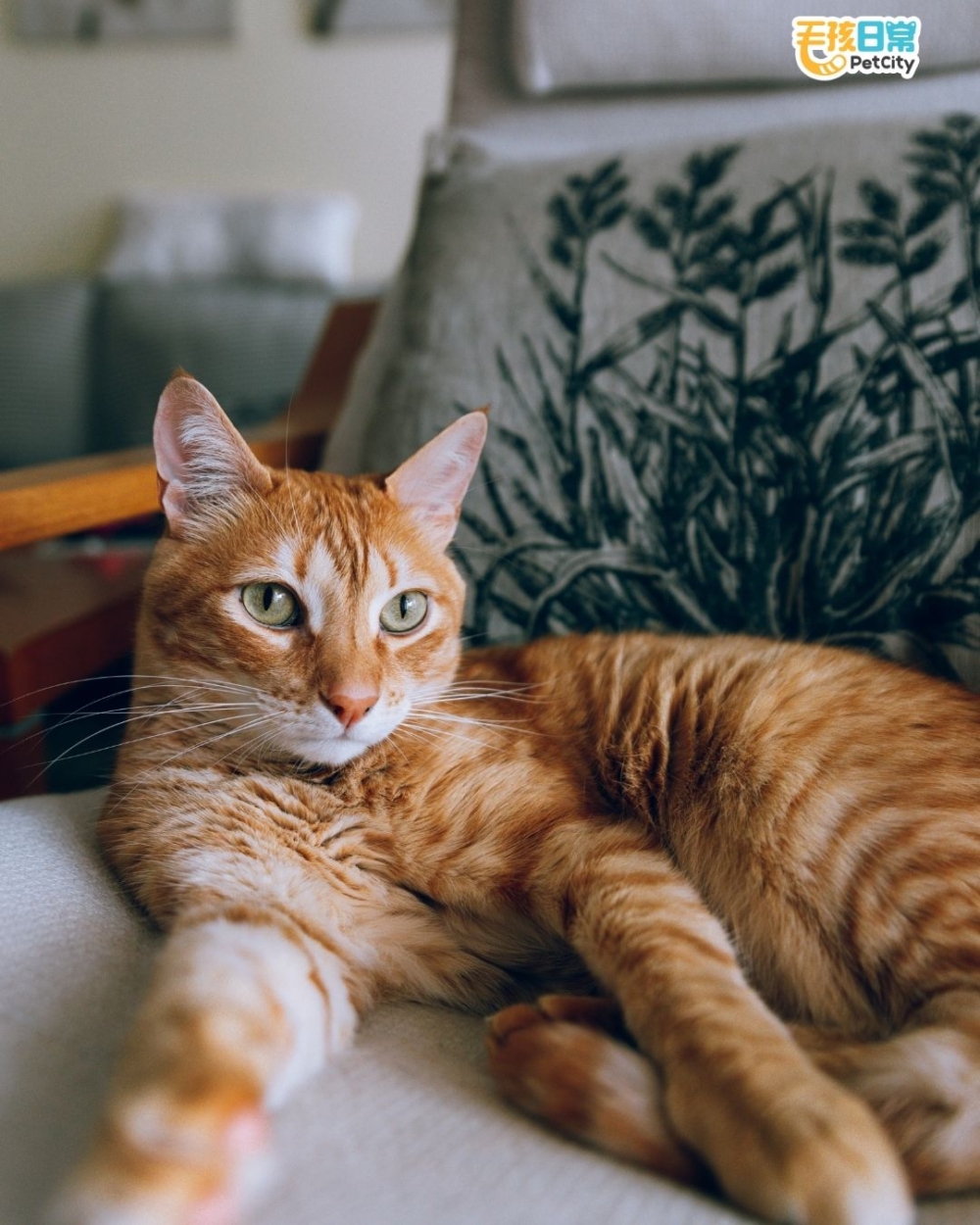 貓咪聽到的頻率高達 85,000 Hz，是人類的三倍！