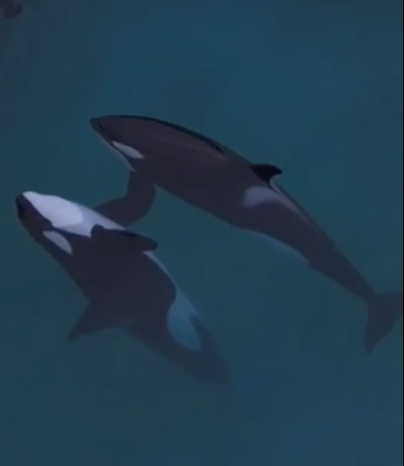 牠們靜靜漂浮在佈滿藻類的水面上，幾乎一動不動。