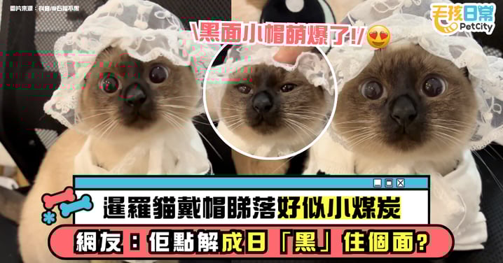 暹羅貓戴上小帽乖巧打扮 看起來像個小煤炭 網友：牠為什麼總是「黑」著個臉？