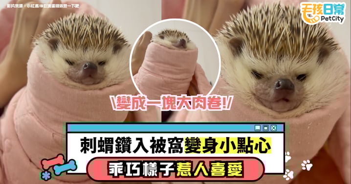 刺蝟窩進毯子化身小點心 乖巧模樣惹人喜愛【有片】