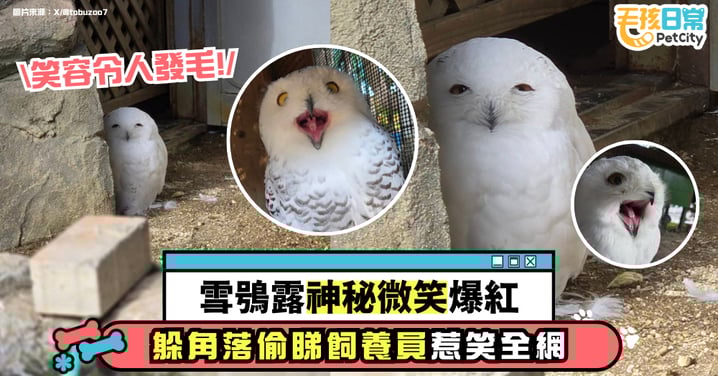 雪鴞「洛克」神秘微笑爆紅　躲角落偷看飼育員萌翻日本網友
