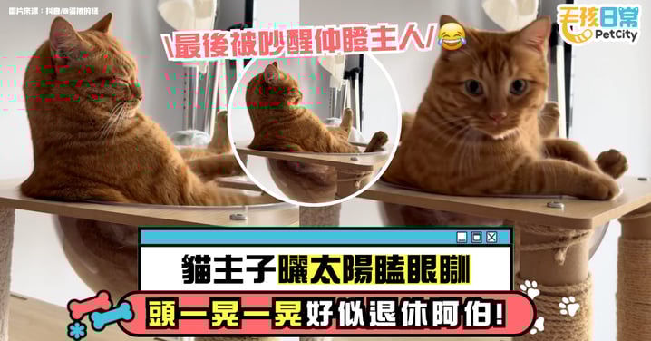 貓咪午睡姿勢太療癒　像極退休阿伯曬太陽！結果被笑聲吵醒怒瞪主人【有片】