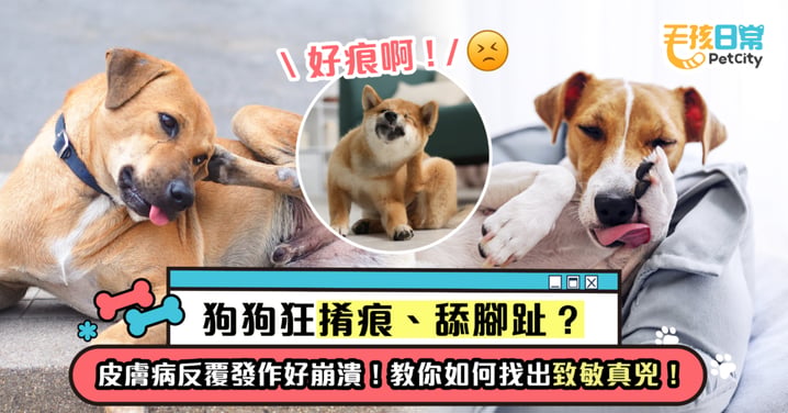 【狗狗狂𢯎痕、舔腳趾？】皮膚病反覆發作好崩潰！教你如何找出致敏真兇！