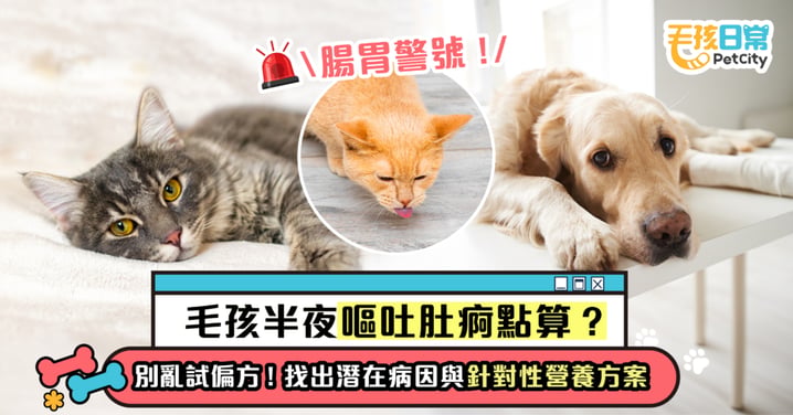 【毛孩半夜嘔吐肚痾點算？】別亂試偏方！找出潛在病因與針對性營養方案