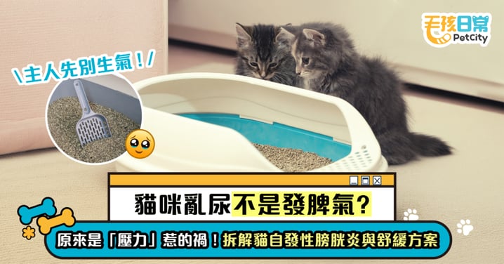 【貓咪亂尿不是發脾氣？】原來是「壓力」惹的禍！拆解貓自發性膀胱炎與舒緩方案