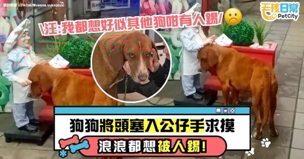 浪浪也想被關愛!狗狗把頭塞進電動人偶手裡討摸 畫面太催淚 !【有片】