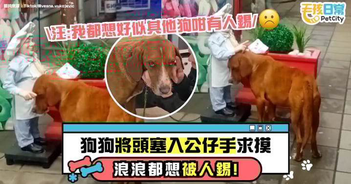 浪浪也想被關愛！狗狗把頭塞進電動人偶手裡討摸 畫面太催淚 ！【有片】