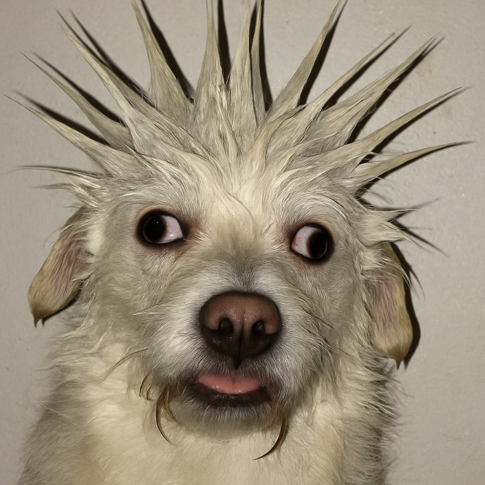 貓咪狗狗天生自帶萌點，當牠們換上截然不同的叛逆裝扮時，產生的反差萌衝擊力十足，讓人眼前一亮忍不住分享！