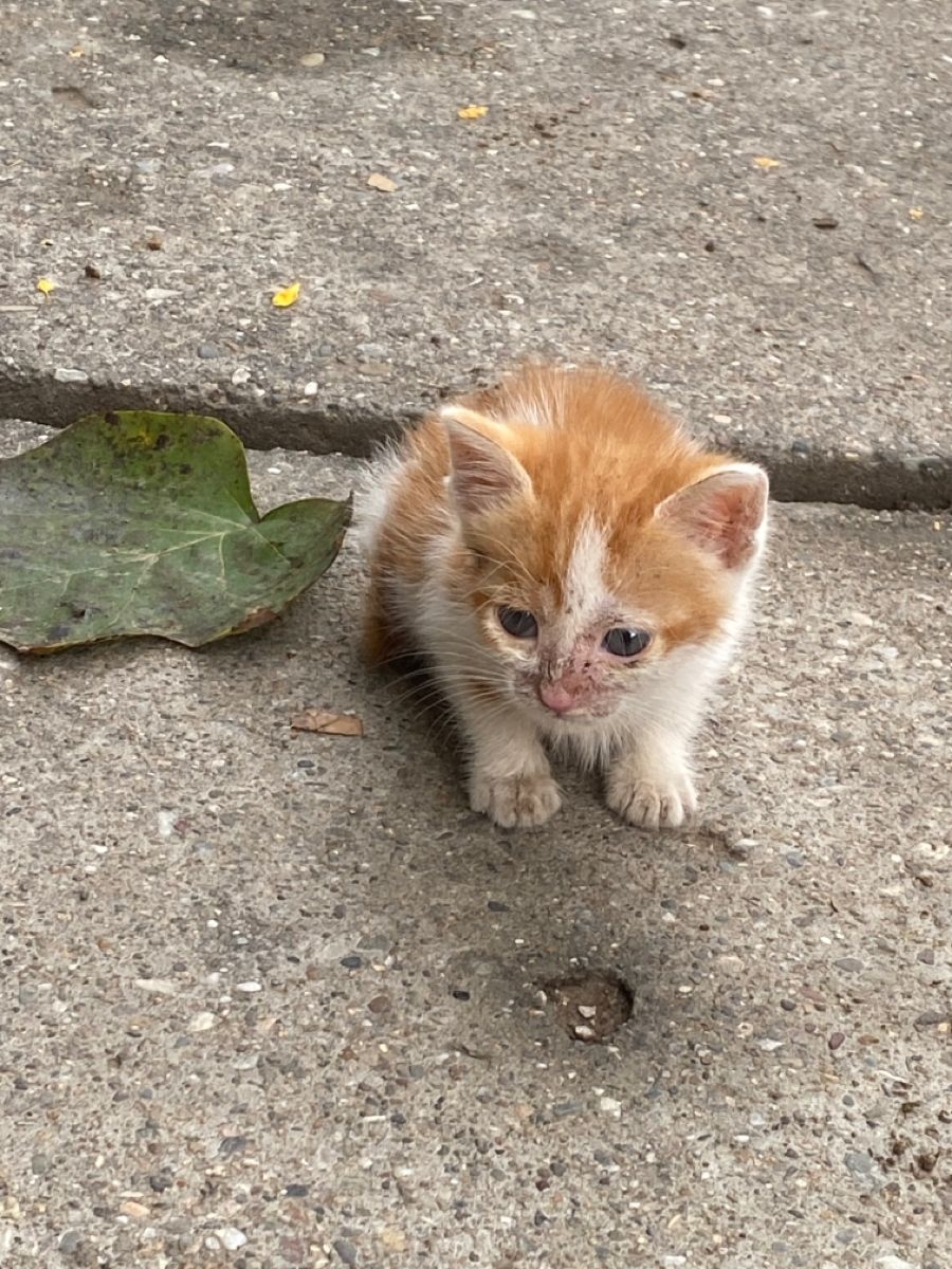 如何判斷能否介入?