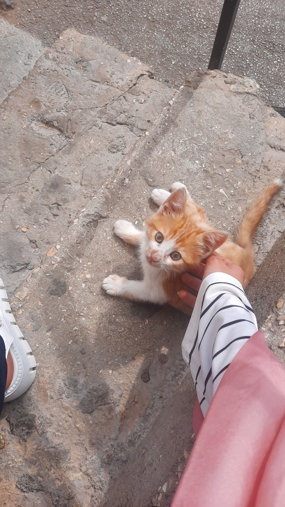 「人味導致母棄」是迷思還是真相?