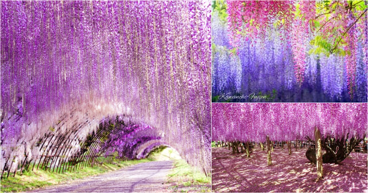 夢幻粉紫！日本5月限定紫藤花絕景...沉醉於浪漫唯美的紫藤花海