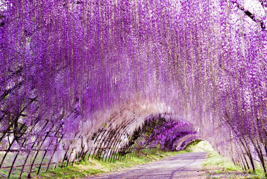 kawachi-fujien