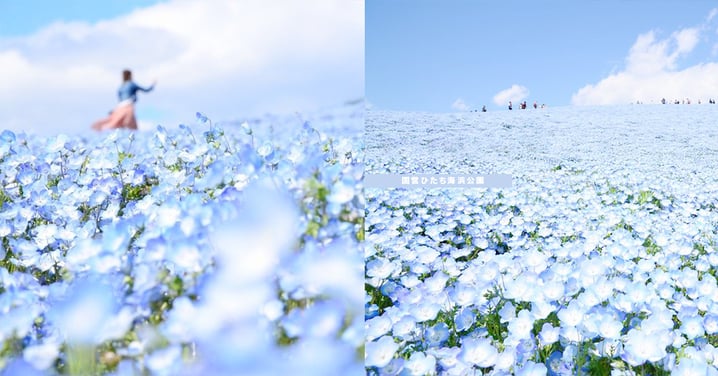 藍色控的專屬浪漫！日本超夢幻「藍粉蝶花海」，4月尾去就看到遍地藍花啦〜