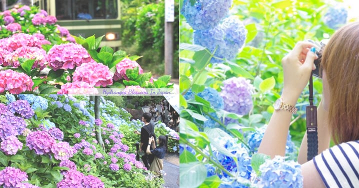唯美的紫藍世界！日本鎌倉6月限定紫陽花...在梅雨下綻放的浪漫
