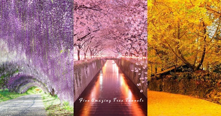 人生必看的5個夢幻樹景！櫻花、紫藤、銀杏，被絢爛浪漫的花海包圍就是幸福吧？