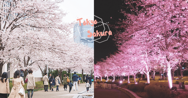 也許是東京「最近賞櫻地點」！六本木「MIDTOWN BLOSSOM」櫻花節，感受櫻花日與夜的美！