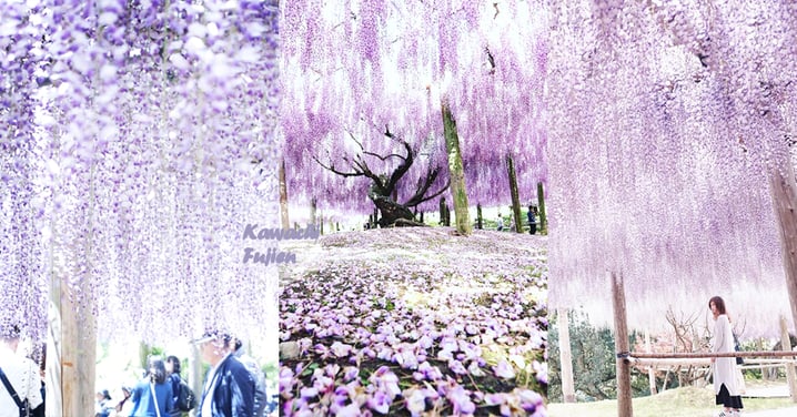 期間限定「河內藤園」！日本九州超夢幻紫藤花隧道，充滿仙氣的漫天粉紫花海令人陶醉！