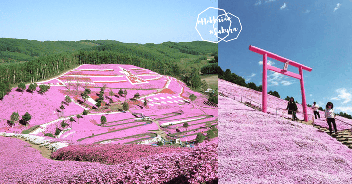 超浪漫既粉色花海！北海道粉嫩唯美「東藻琴芝櫻公園」，5月開花絕對會讓你樂而忘返！