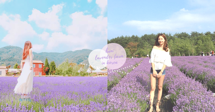 北海道以外的選擇！韓國6月「高城薰衣草節」～走進紫色村莊與香氣之中！