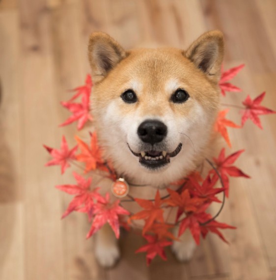 maru