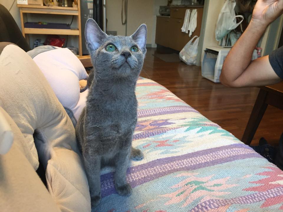 27459655_156183295103008_3466789363639378214_n