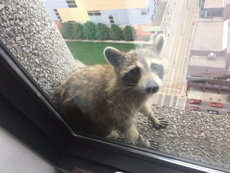 Screen Shot 2018-06-14 at 4.02.46 PM