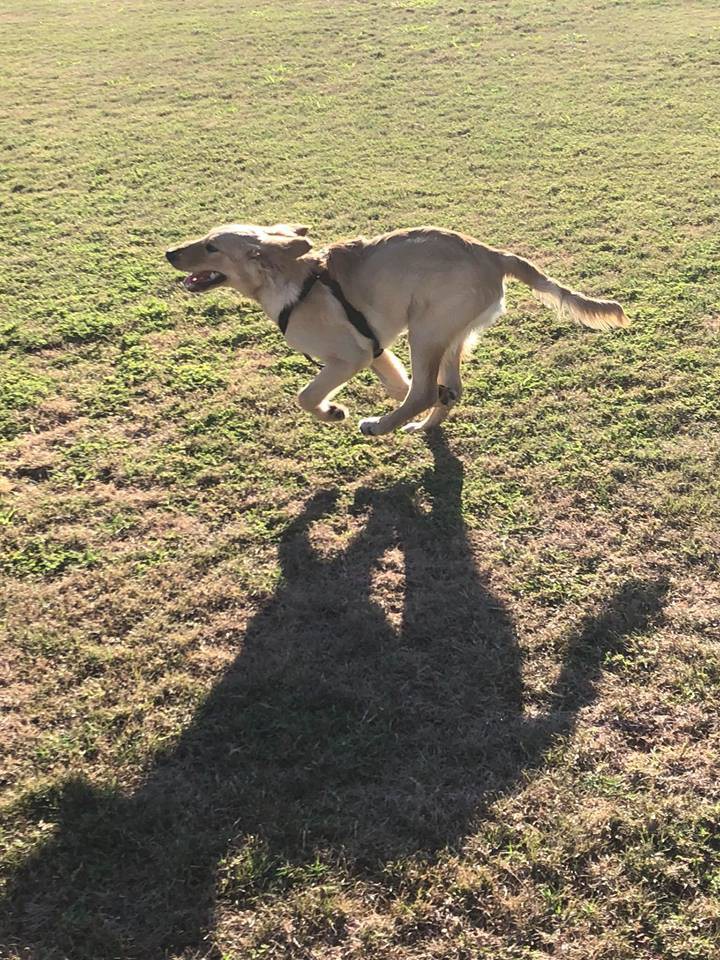 36568060_10215898144029331_1563860745672720384_n