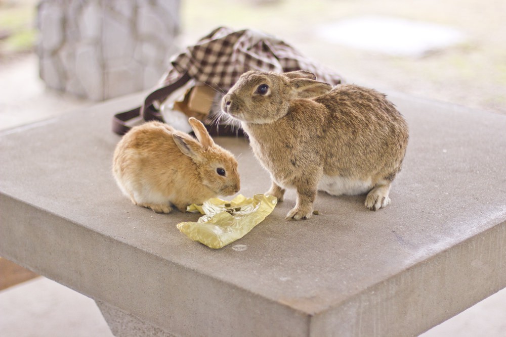 21493016425_c530ab18fc_b