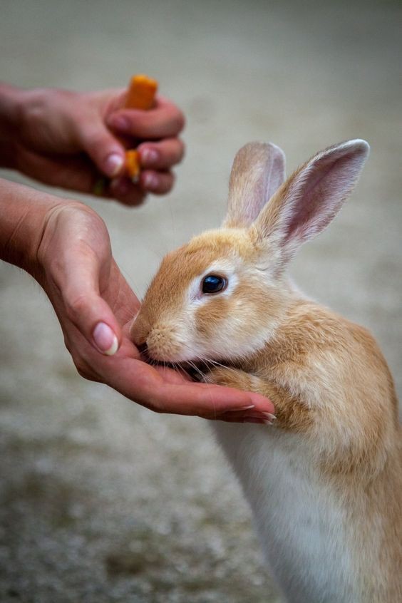 e55b9896b0f449a62967f3c1bba3799a