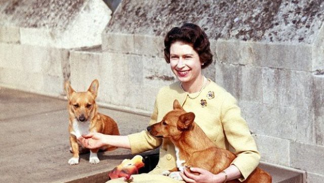 女王寵物不止有哥基犬!