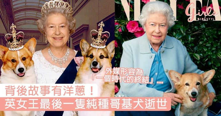 曾養過30隻哥基、故事有洋蔥！英女王最後一隻純種哥基犬逝世，外媒形容為「一個時代的終結」！