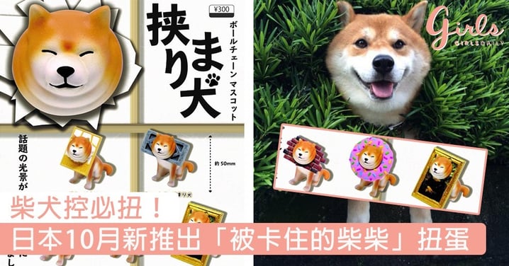 柴犬控必扭！日本10月新推出「被卡住的柴柴」扭蛋，擠出三下巴超可愛～