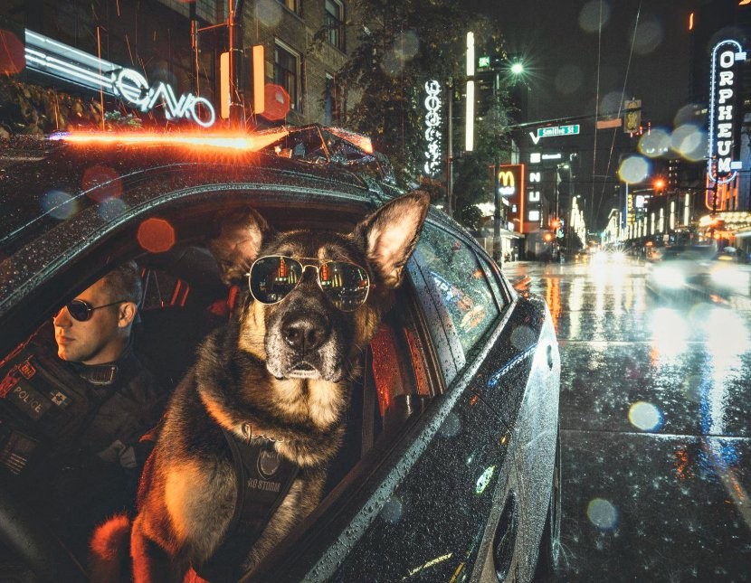 dog_44610407_10155459096316627_421274517222981632_o