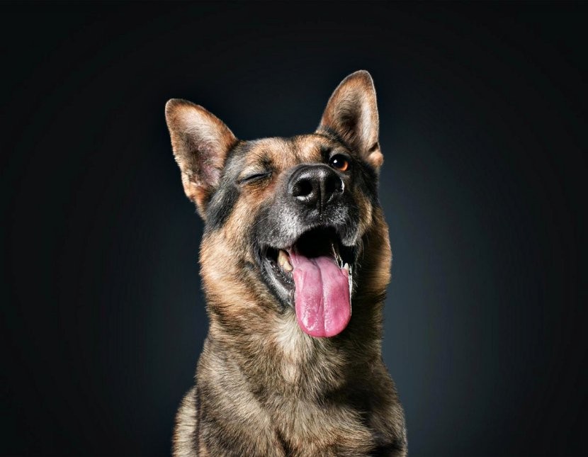 dog_DqdTqAFXQAEcAC_