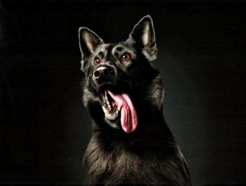 dog_vancouver-police-department-charity-dog-calendar-2019-4-5bd16dbca5199__700