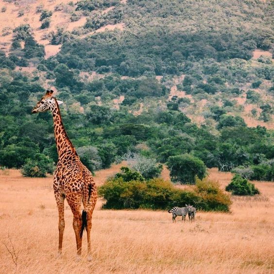 cf5536699135be41379bc3cb300790c9