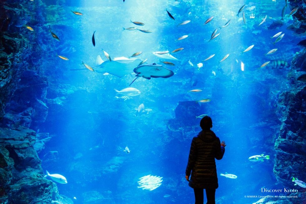 14-20171220_KyotoAquarium-317-Edit