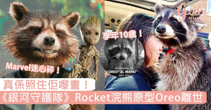 真係照住佢嚟畫！《銀河守護隊》Rocket浣熊原型Oreo離世，網友：《復聯3》後真的團滅了！