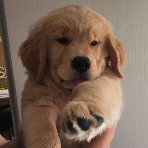 52784498_1186694778191588_2886059590158385152_n