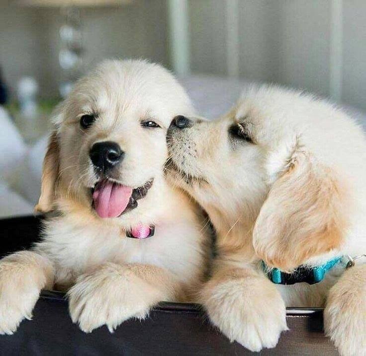 52893220_1186694731524926_1438423099056848896_n