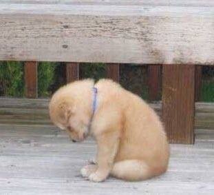 52979932_1186695918191474_6086166583409901568_n