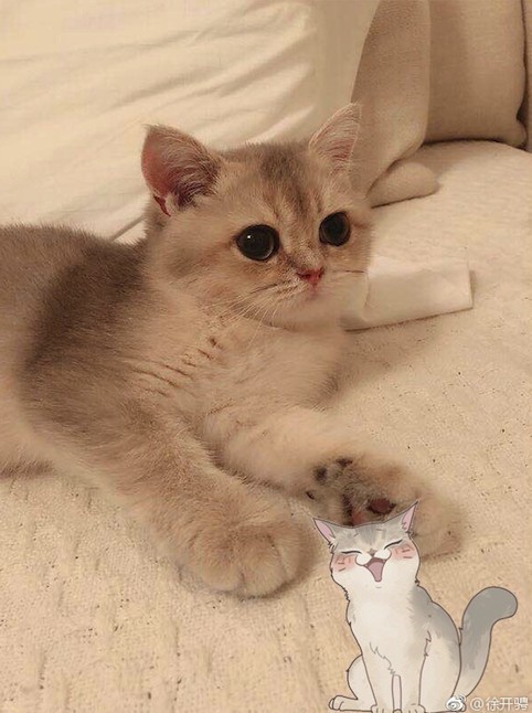 Screen Shot 2019-02-12 at 4.08.55 PM