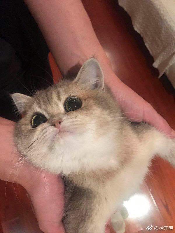 aff2690cgy1fwlrvhjp8rj20go0m8dgz